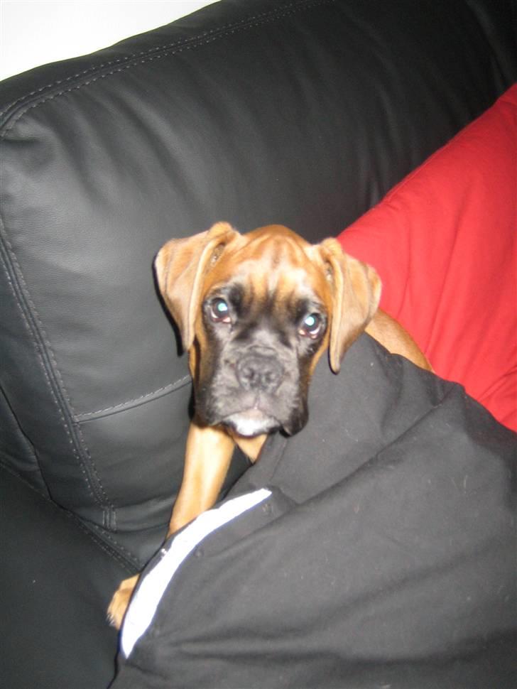 Boxer Titan - Se min smukke røde farve billede 8