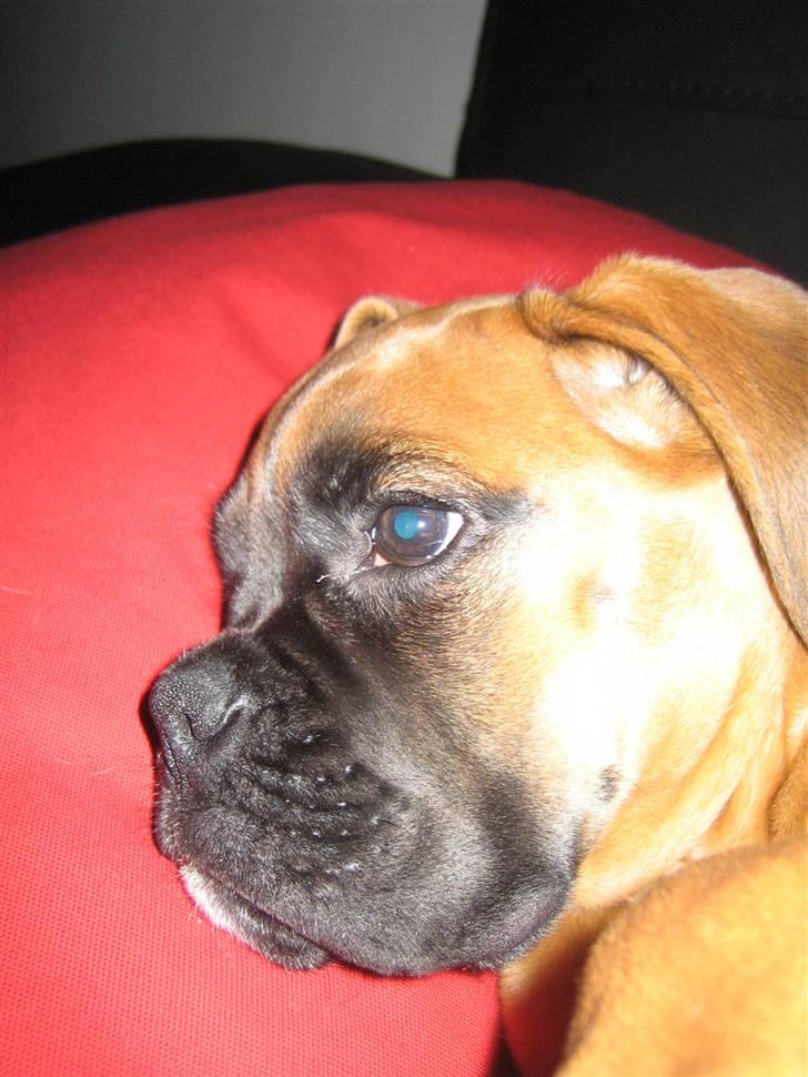 Boxer Titan - Jeg er bare så smuk billede 9