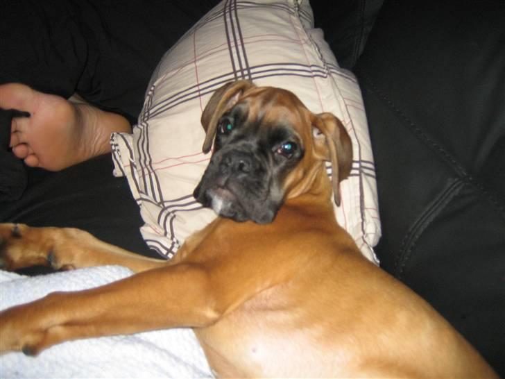Boxer Titan - og dejlig billede 10