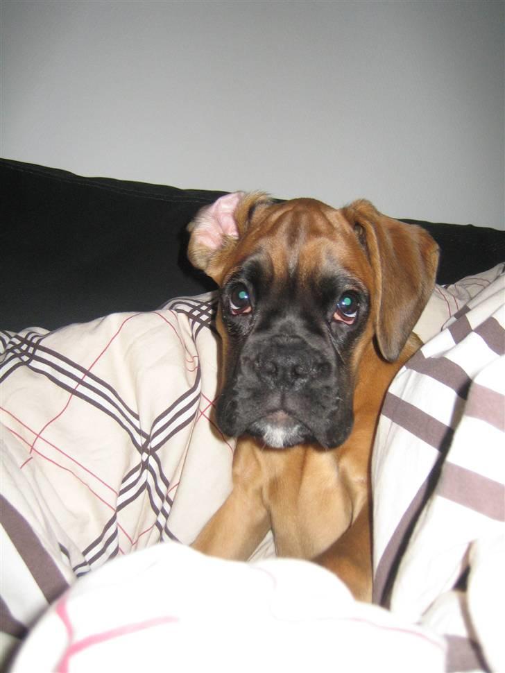 Boxer Titan - En rigtig basse på 11, 1 kilo billede 11