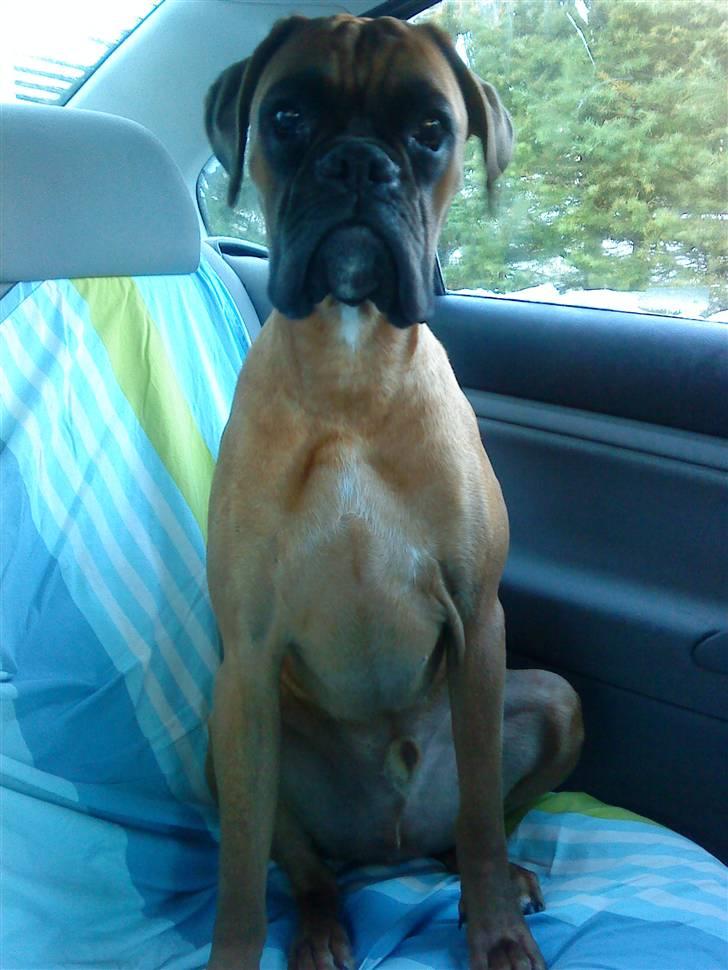 Boxer Titan - se hvor stor og flot jeg er billede 12