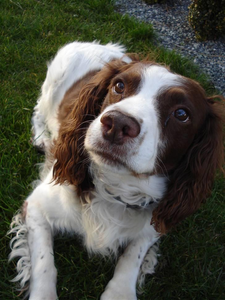 Engelsk springer spaniel Langelinies Tichko (R.I.P billede 1