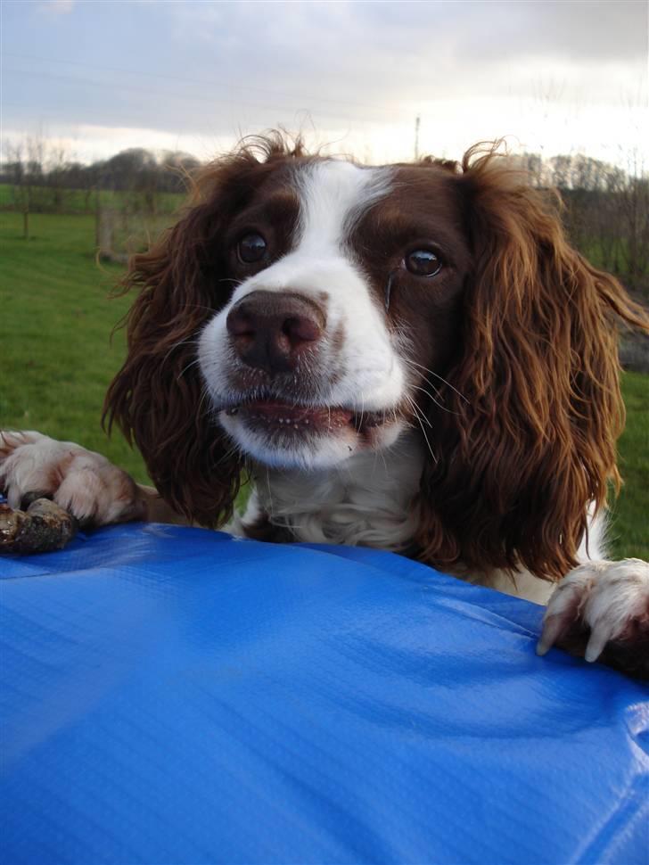 Engelsk springer spaniel Langelinies Tichko (R.I.P billede 2