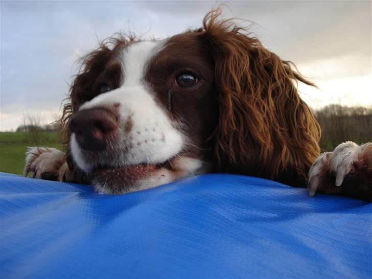 Engelsk springer spaniel Langelinies Tichko (R.I.P billede 3