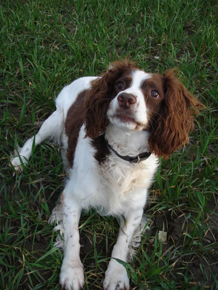 Engelsk springer spaniel Langelinies Tichko (R.I.P billede 4