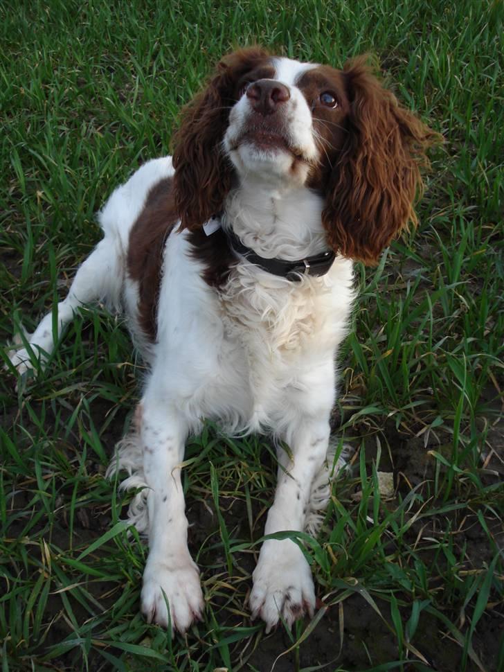 Engelsk springer spaniel Langelinies Tichko (R.I.P billede 5