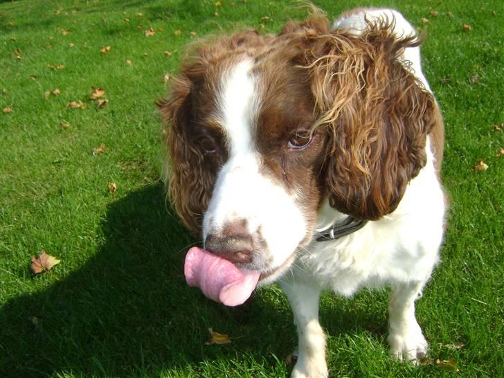 Engelsk springer spaniel Langelinies Tichko (R.I.P billede 6