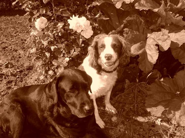 Engelsk springer spaniel Langelinies Tichko (R.I.P billede 7