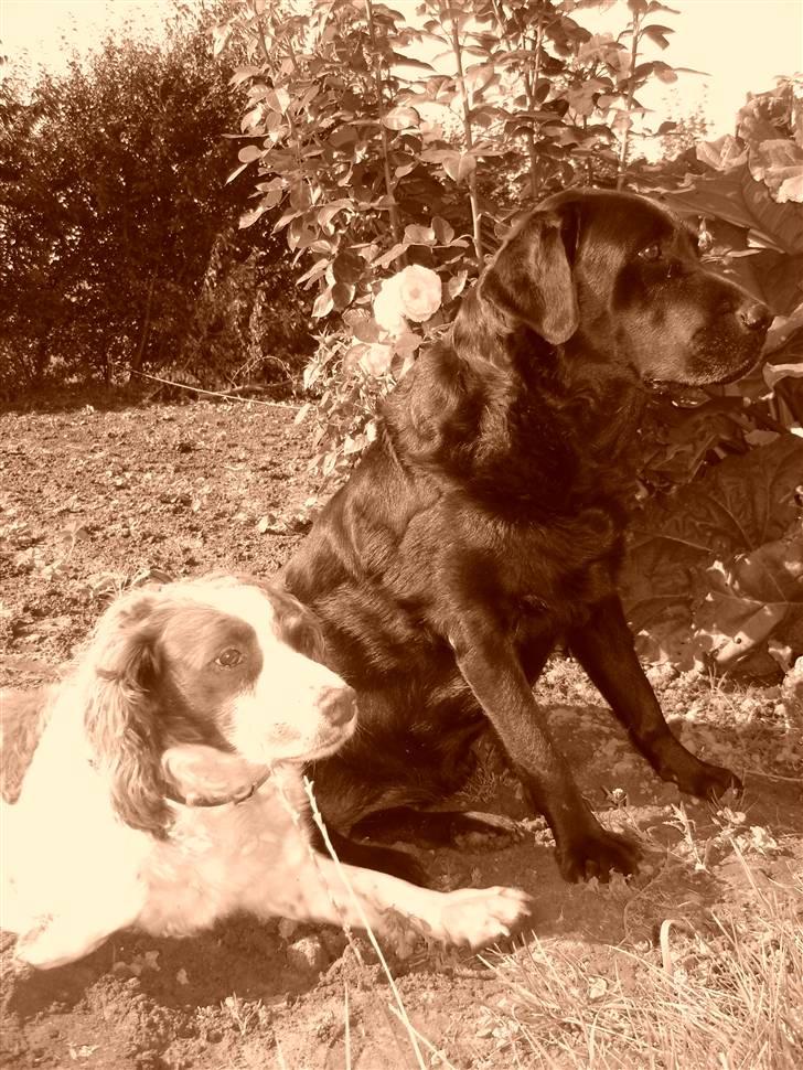 Engelsk springer spaniel Langelinies Tichko (R.I.P billede 8