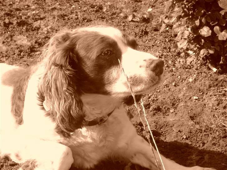 Engelsk springer spaniel Langelinies Tichko (R.I.P billede 9