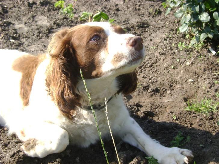 Engelsk springer spaniel Langelinies Tichko (R.I.P billede 10