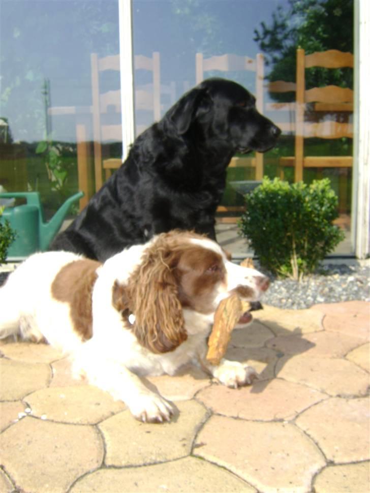 Engelsk springer spaniel Langelinies Tichko (R.I.P billede 11