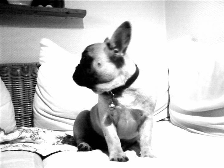 Fransk bulldog Cleopatra (Cleo) billede 1