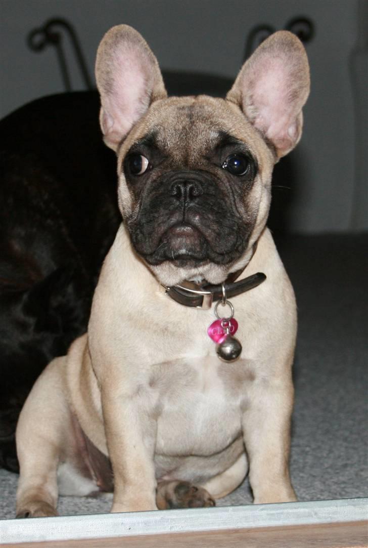 Fransk bulldog Cleopatra (Cleo) billede 3