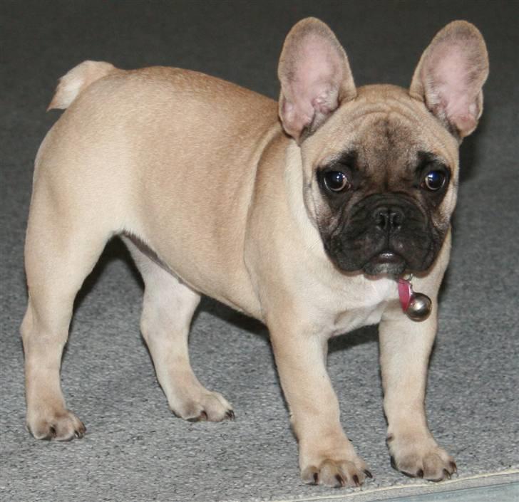Fransk bulldog Cleopatra (Cleo) billede 4