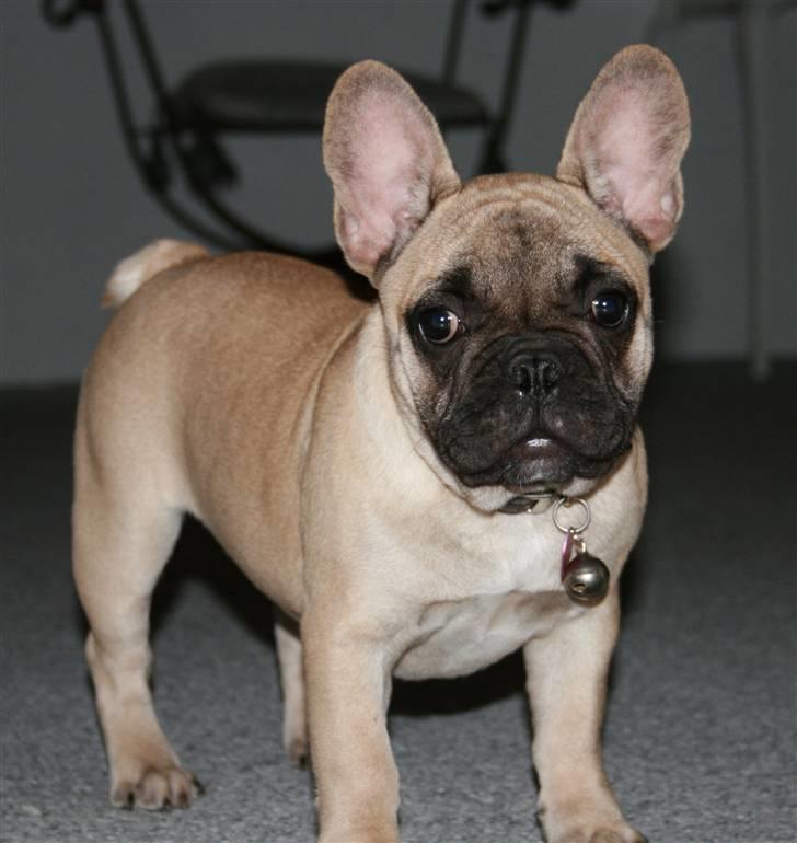 Fransk bulldog Cleopatra (Cleo) billede 5