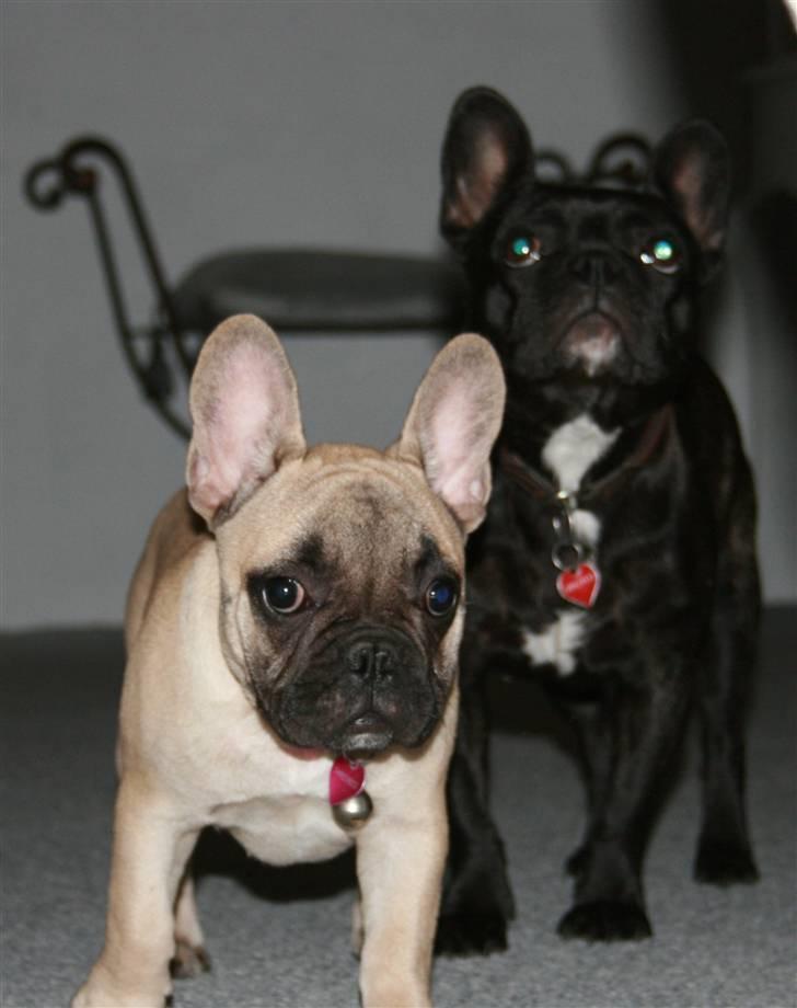 Fransk bulldog Cleopatra (Cleo) billede 6