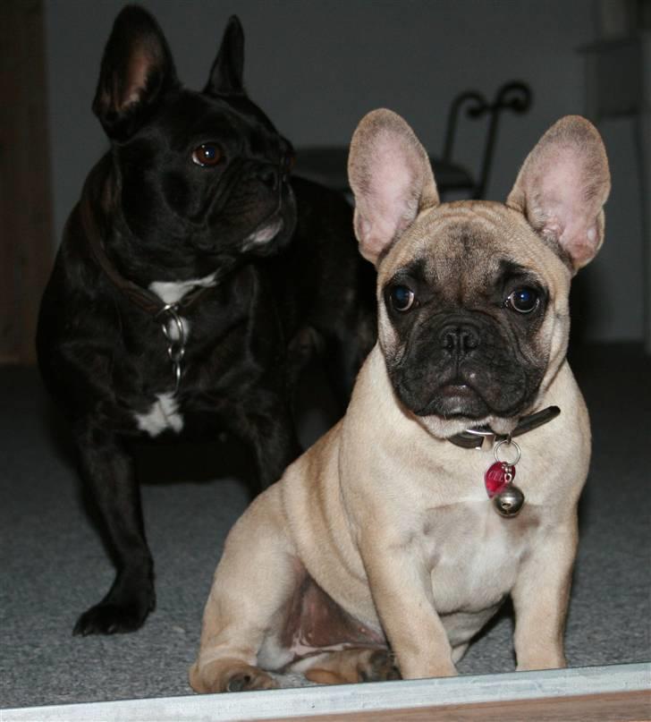 Fransk bulldog Cleopatra (Cleo) billede 8