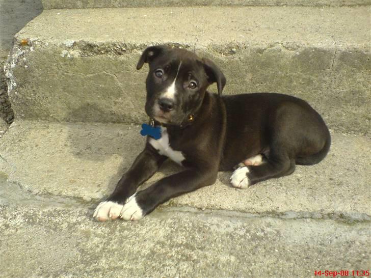 Blanding af racer Santos  R.I.P billede 1