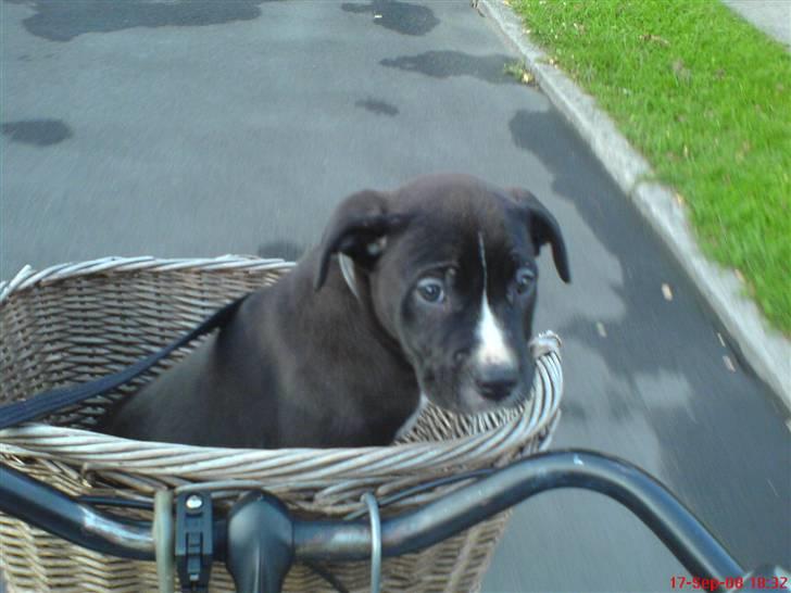 Blanding af racer Santos  R.I.P billede 2