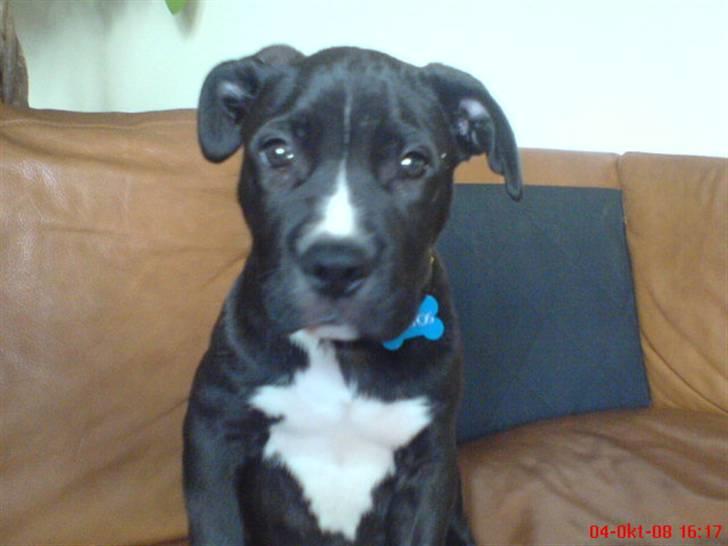 Blanding af racer Santos  R.I.P billede 3