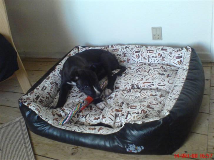 Blanding af racer Santos  R.I.P billede 4