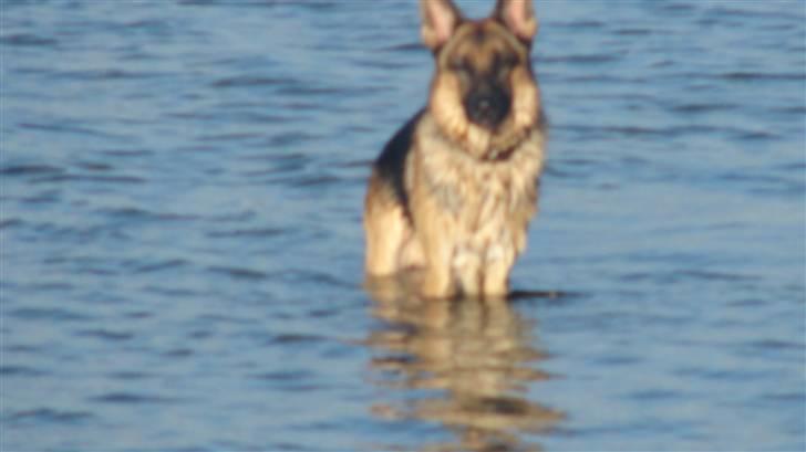 Schæferhund QATO - vores vand glade basse billede 13