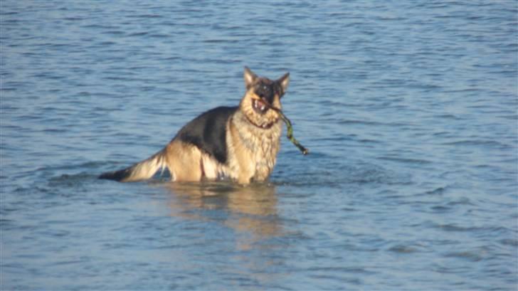 Schæferhund QATO - jubiiiiii en pind billede 14