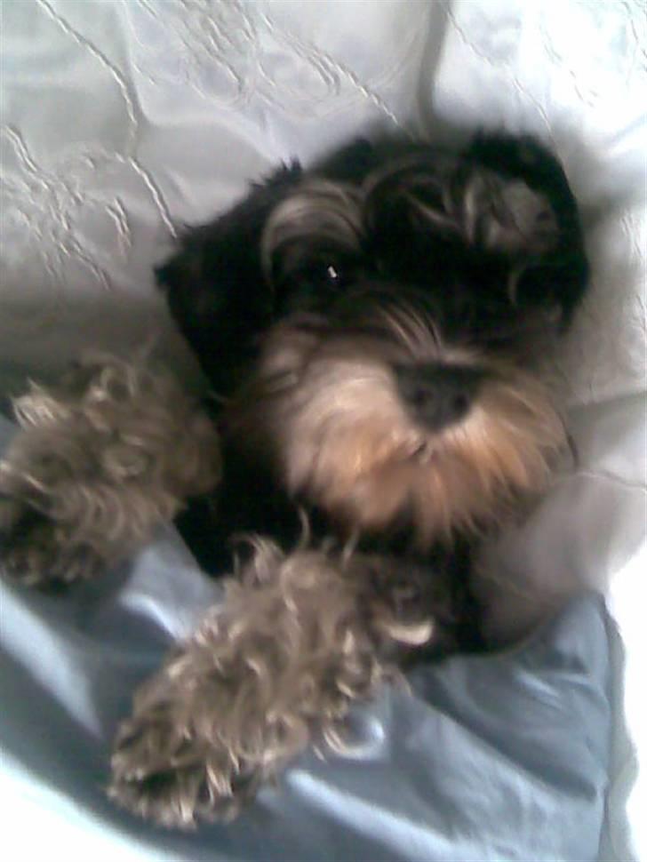 Dvaergschnauzer Yasmin billede 12