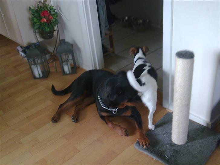 Rottweiler pixi - jeg snuser billede 2