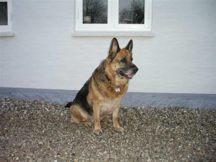 Schæferhund Chicco - Her sider jeg qodt..!! billede 2