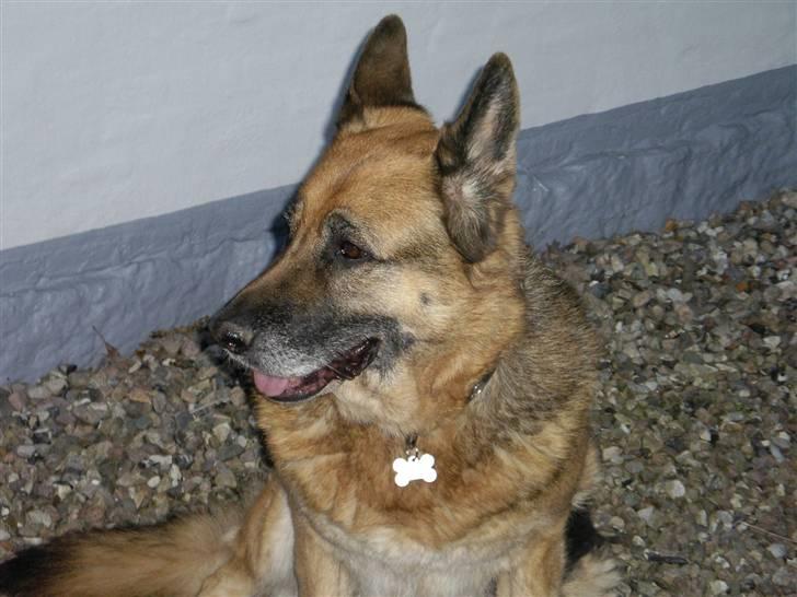 Schæferhund Chicco - Qider ik oq kiqqe på diq..!! billede 3