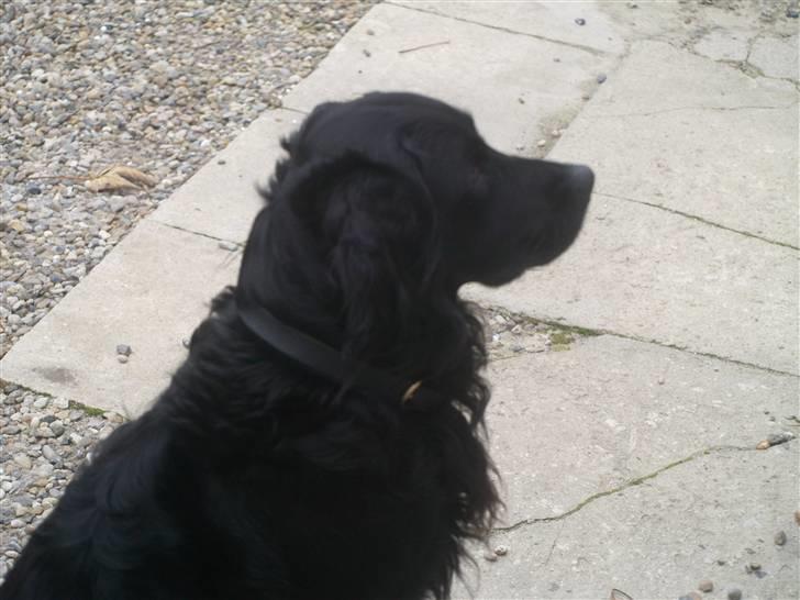 Blanding af racer Kaos - Velkommen til kaos profil... billede 1