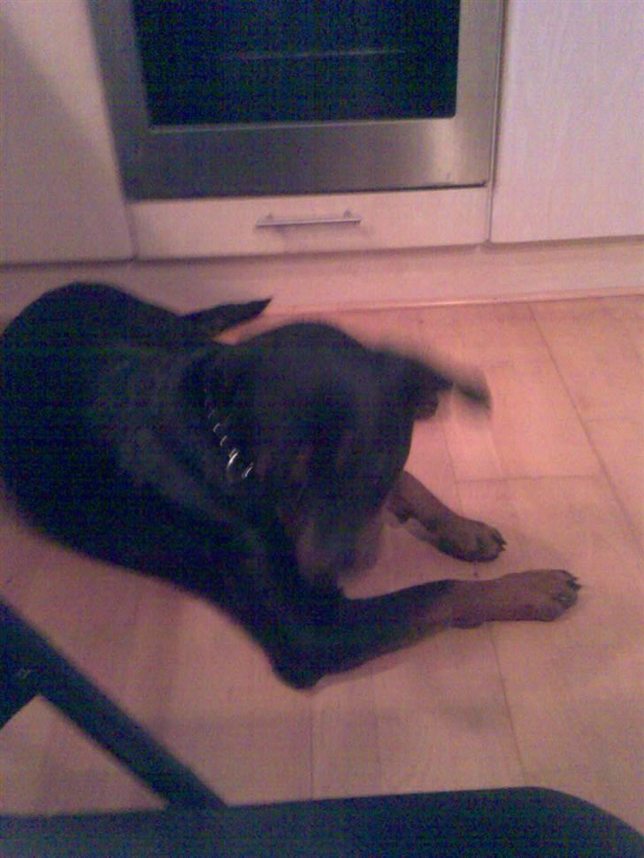 Rottweiler pixi - jeg ligger ned billede 4