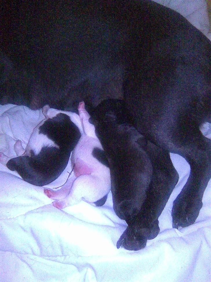 Fransk bulldog Myrna billede 17