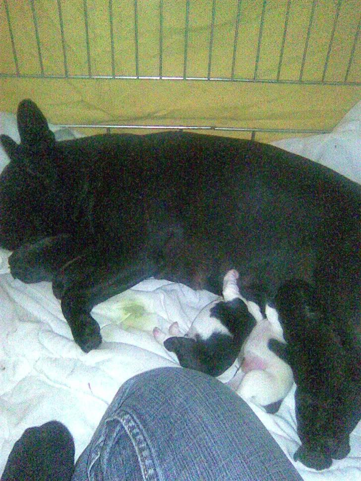 Fransk bulldog Myrna billede 18