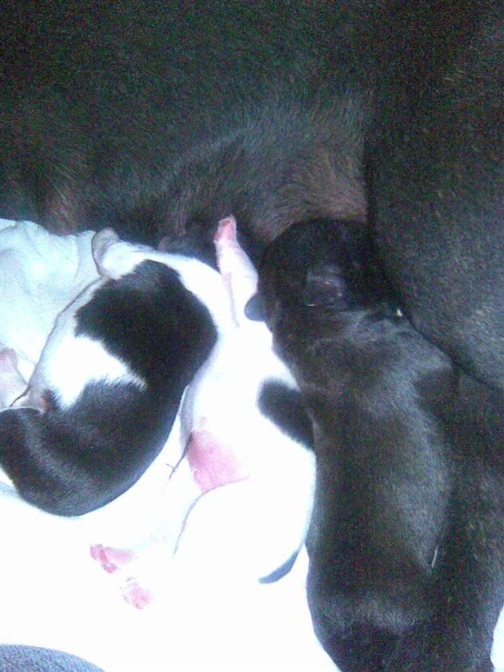 Fransk bulldog Myrna - Myrnas hvalpe 1 døgn gamle billede 20