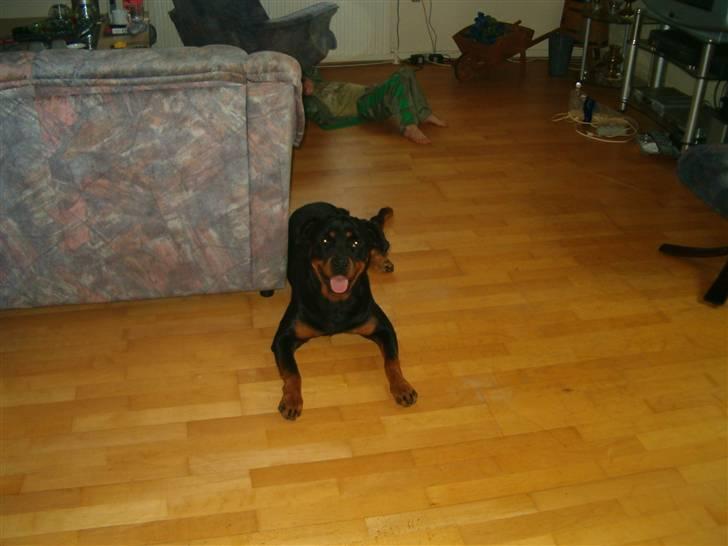 Rottweiler pixi - jeg slapper af billede 5