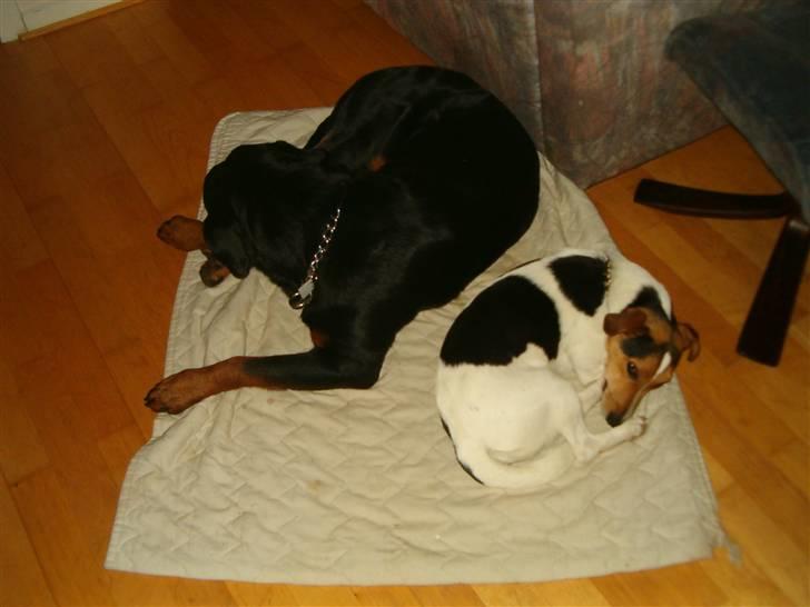 Rottweiler pixi - her sover vi sammen billede 6