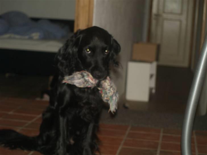 Blanding af racer Kaos billede 2