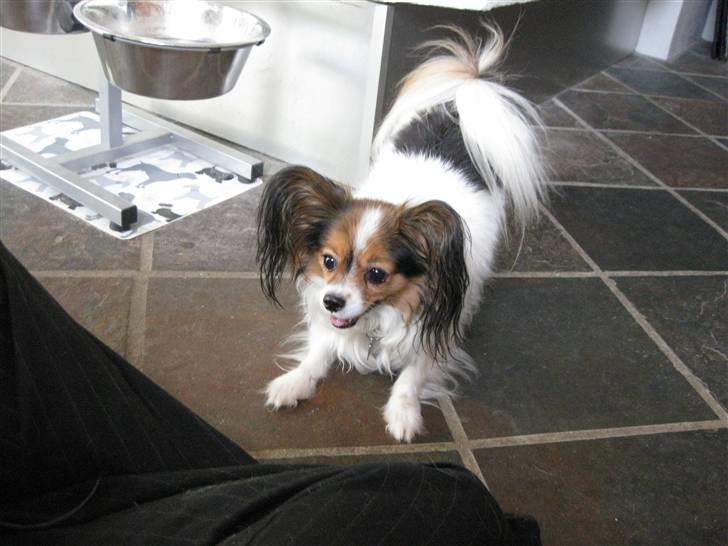 Papillon Bria - Jeg er klar, kast så den bold... billede 9