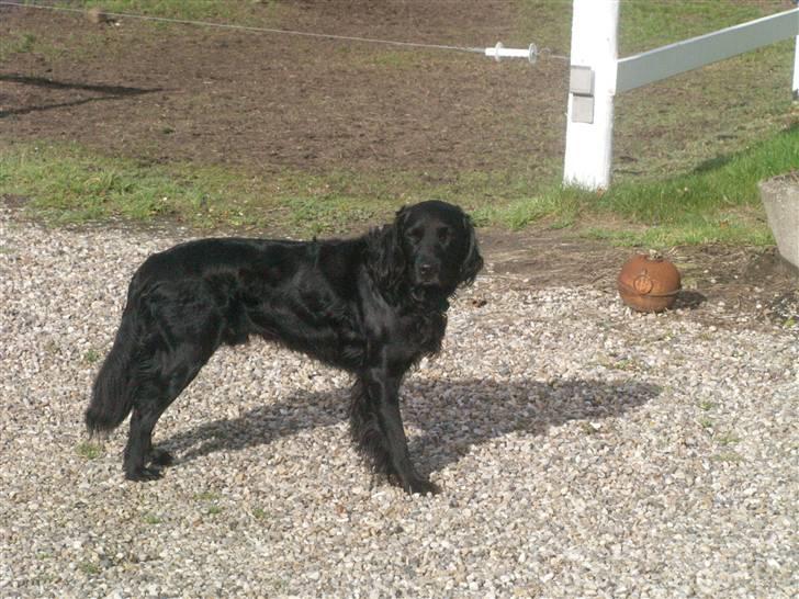 Blanding af racer Kaos billede 3