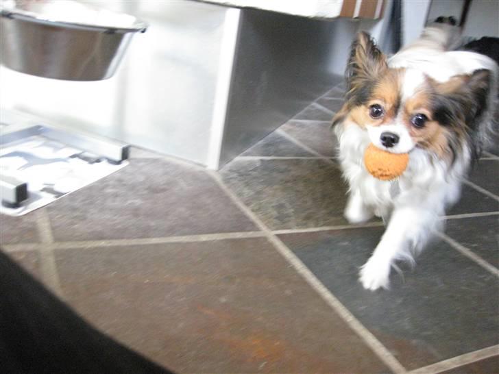 Papillon Bria - Juhuu, fuld fart frem :D billede 10