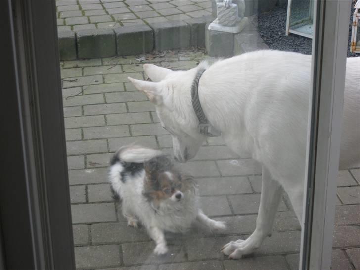 Papillon Bria - Skal vi lege :D billede 11