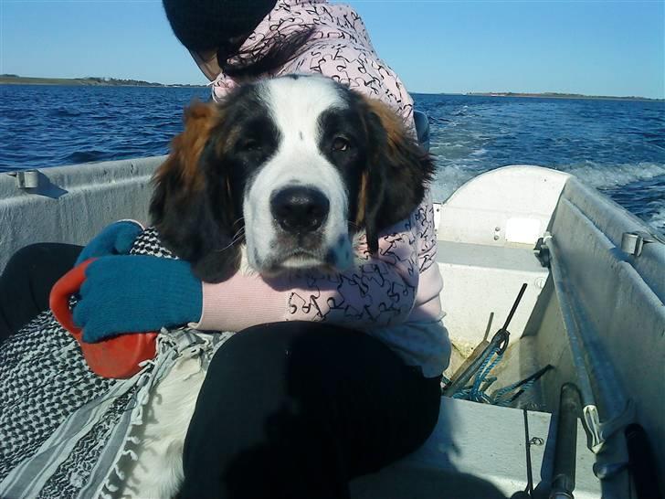 Sankt bernhardshund tjalle - min dejlige lille tjalle billede 1