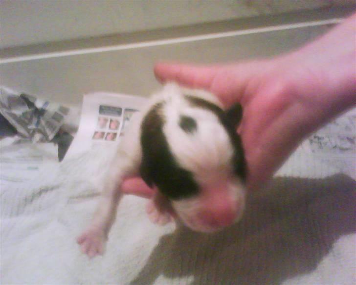 Sankt bernhardshund tjalle - se min fine lille plet.. her er jeg næsten lige blevet født.. billede 2