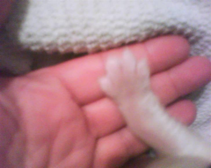 Sankt bernhardshund tjalle - mine bitte små poter.. mine poter skal nok blive kæmpe. billede 3