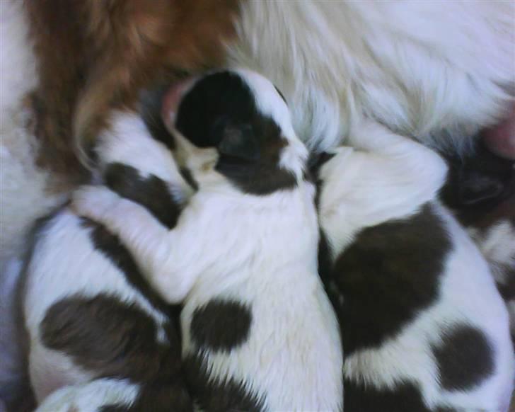 Sankt bernhardshund tjalle - mig i midten billede 4