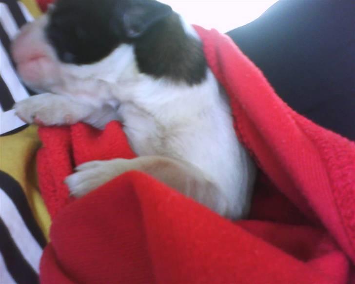 Sankt bernhardshund tjalle - her ligger jeg ved min mor winnie billede 5