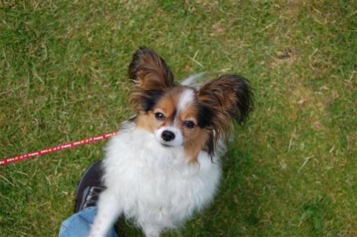 Papillon Bria - Også mig, også mig ! billede 12